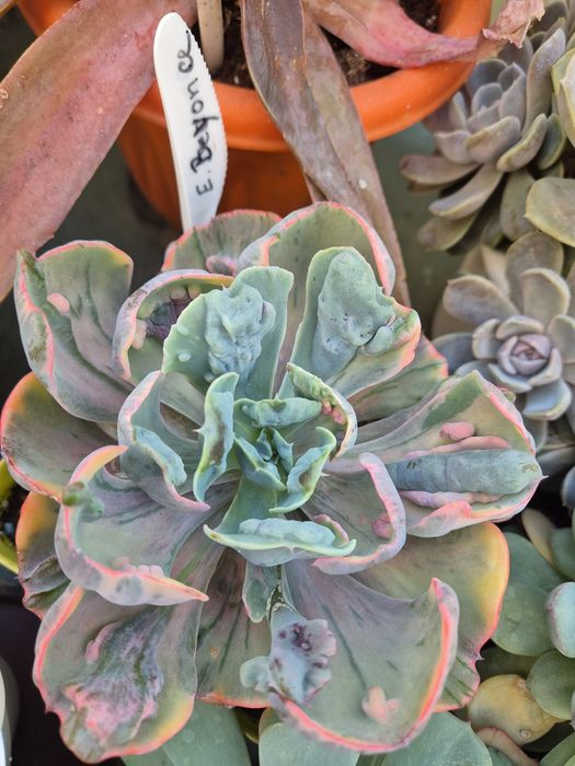 Echeveria Beyoncé
