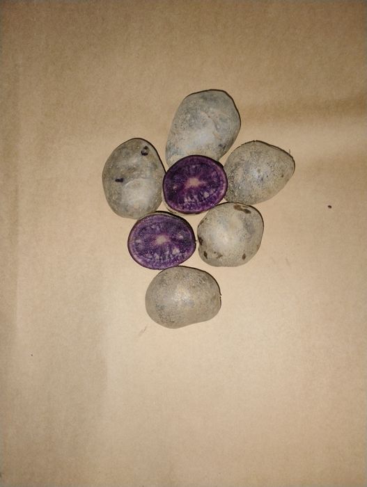 Ziemniaki jadalne Marabel Red Sonia Bernina