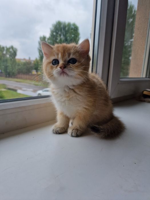 Розплідник пропонує кошенят золотої британської шиншили