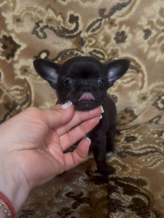 Крихітка на долоньку.Супер міні дівчинка.