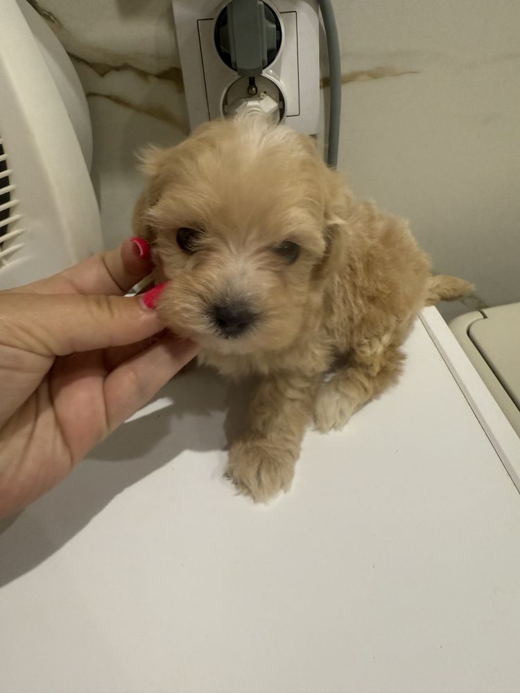 Maltipoo sunia maltanczyk pudel toy