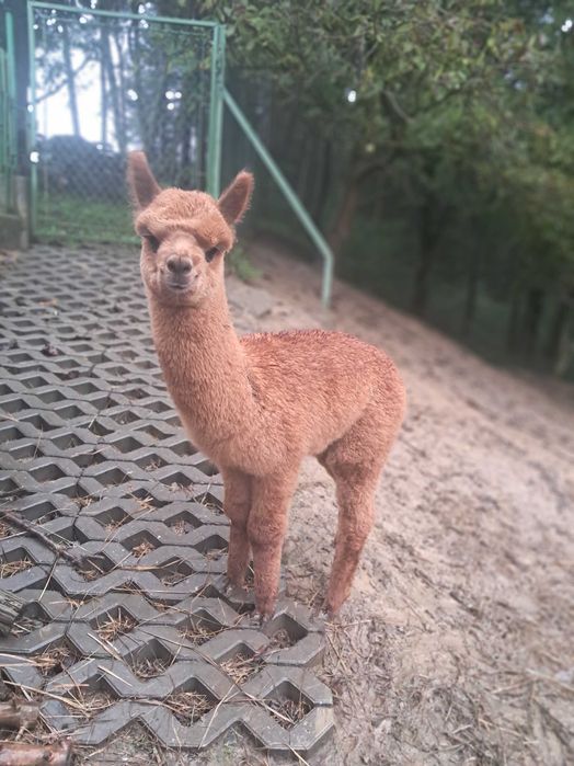 Sprzedam alpaki, dwa samce i samice z cria