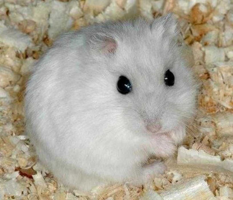 Sprzedam chomika i klatkę