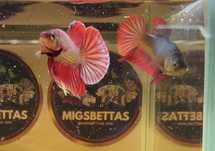 Casal Betta HMPK Red Copper
