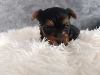 Yorkshire terrier do rezerwacji
