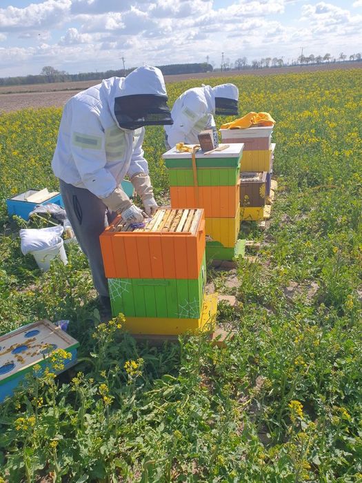 Miód pasieka Leśniewskich