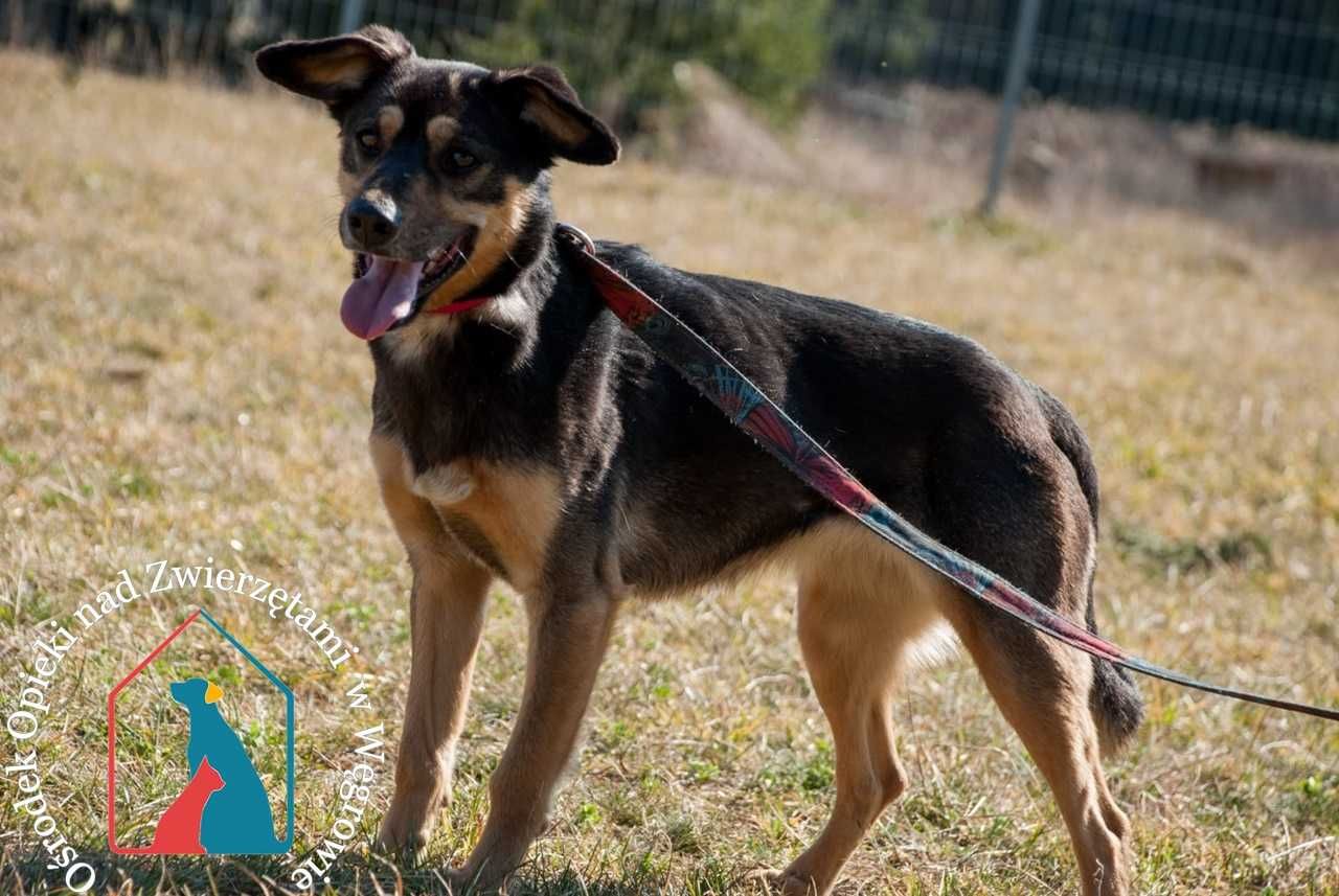 RADOSNA, niezwykle ODDANA Nutka, 12 kg - adoptuj, nie kupuj