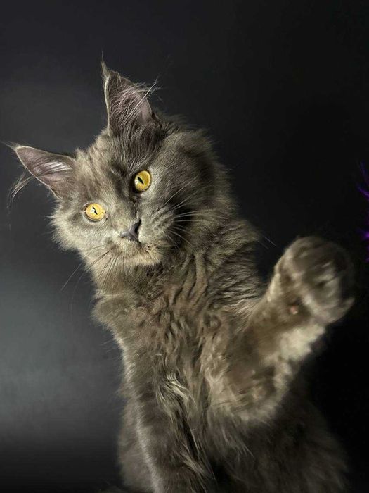 Особливий мейн-кун хлопчик — документи, щеплення, домашнє вирощення