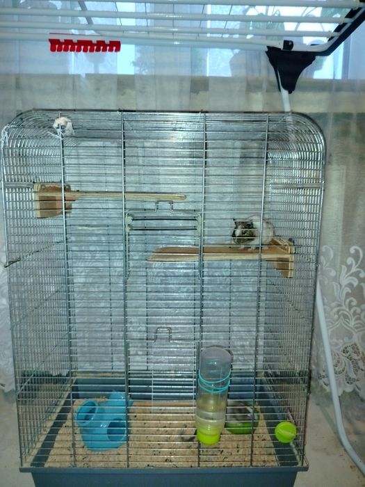 Dwie koszatniczki samce 2 miesiące