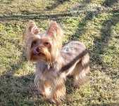 York  choco sunia