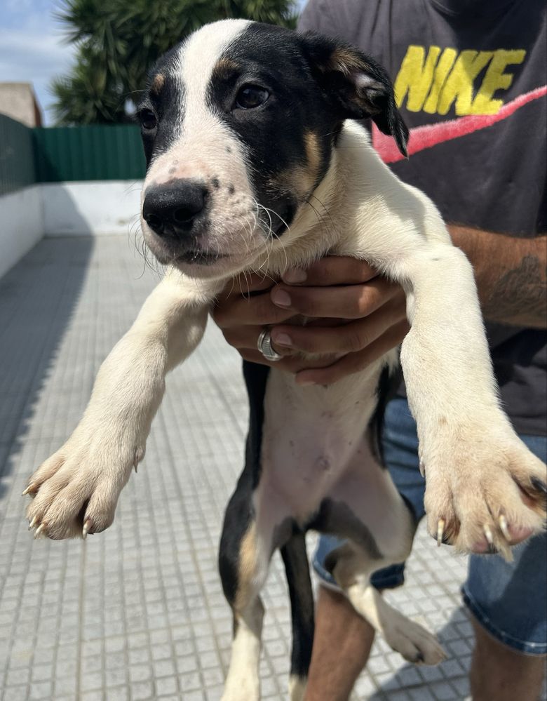 Adoção Responsável (Cães Bebés)