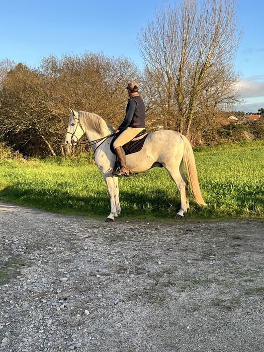 Vendo cavalo lusitano