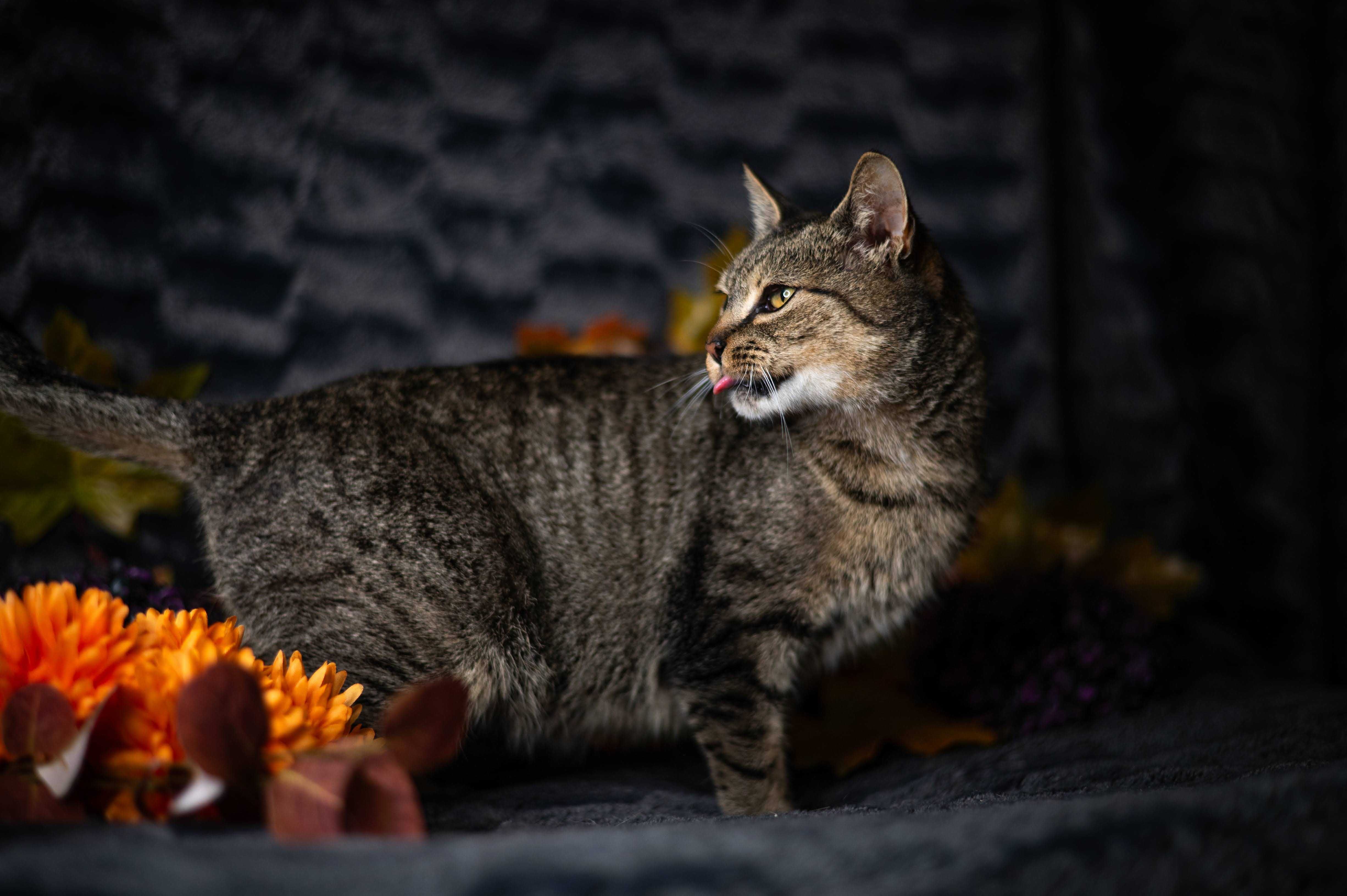 TĘCZA kotka do adopcji