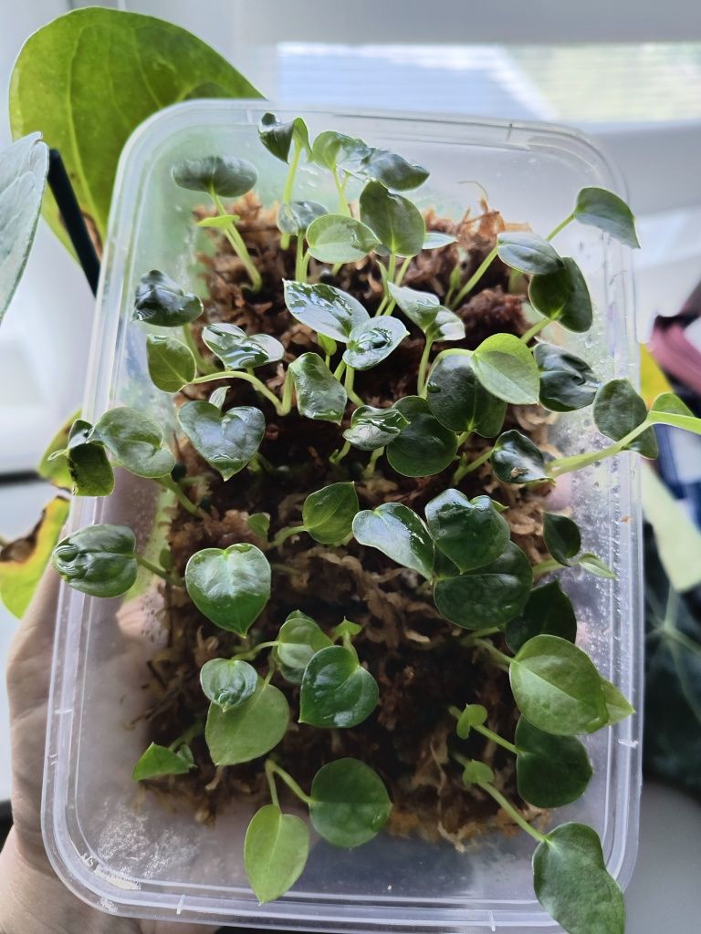 Siewka anthurium forgetii
