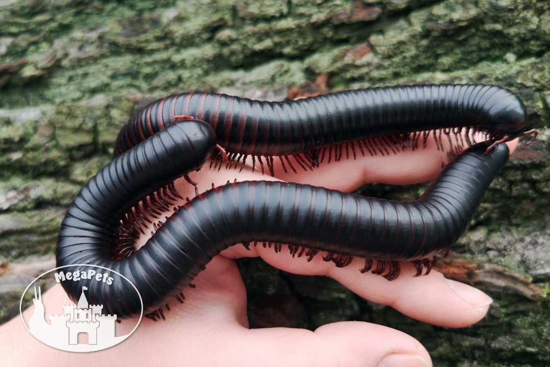 Olbrzymi Archispirostreptus gigas Wije Isopody Stonoga Ślimak Ekipa