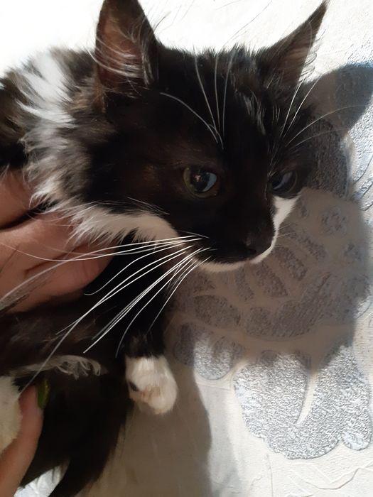 Стерилізована красуня в добрі руки