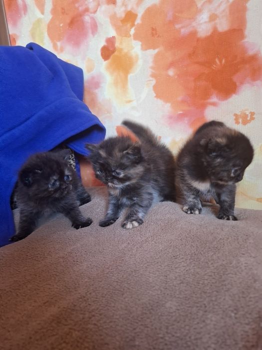 Кошенята шукають собі дім