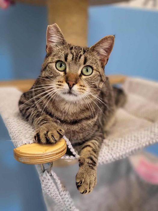 Tupak dwuletni pieszczoch szuka domu.