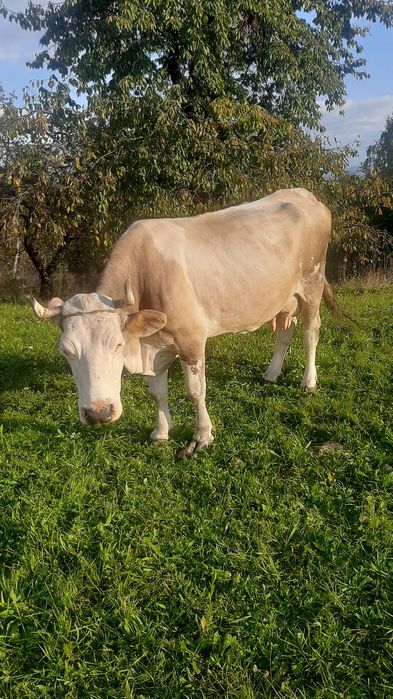 Продам Милашку дуже гарну