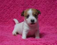 Jack Russell Terrier piesek Imbir ZKwP po Championie