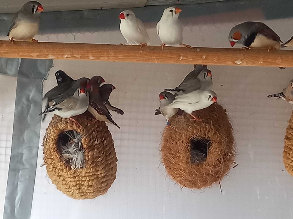 Mandarins jovem.. varias cores..machos e femeas