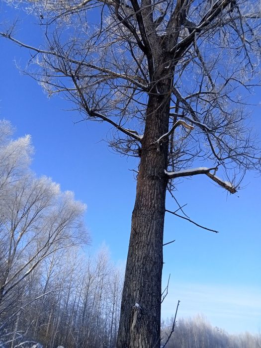 Topola drzewo na pniu