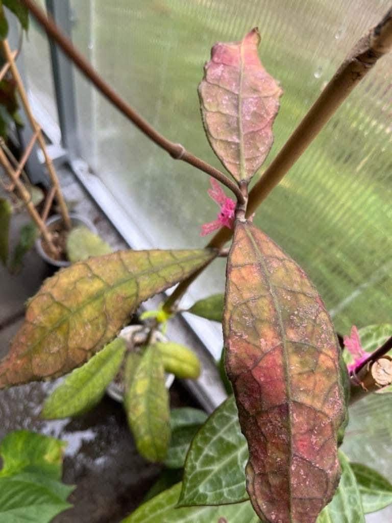 Hoya hoja dml 5655, cięty liść