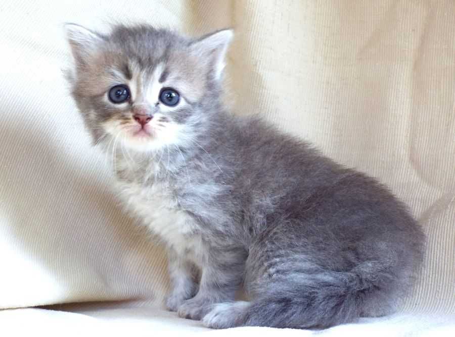 Kot, kotka syberyjska z rodowodem