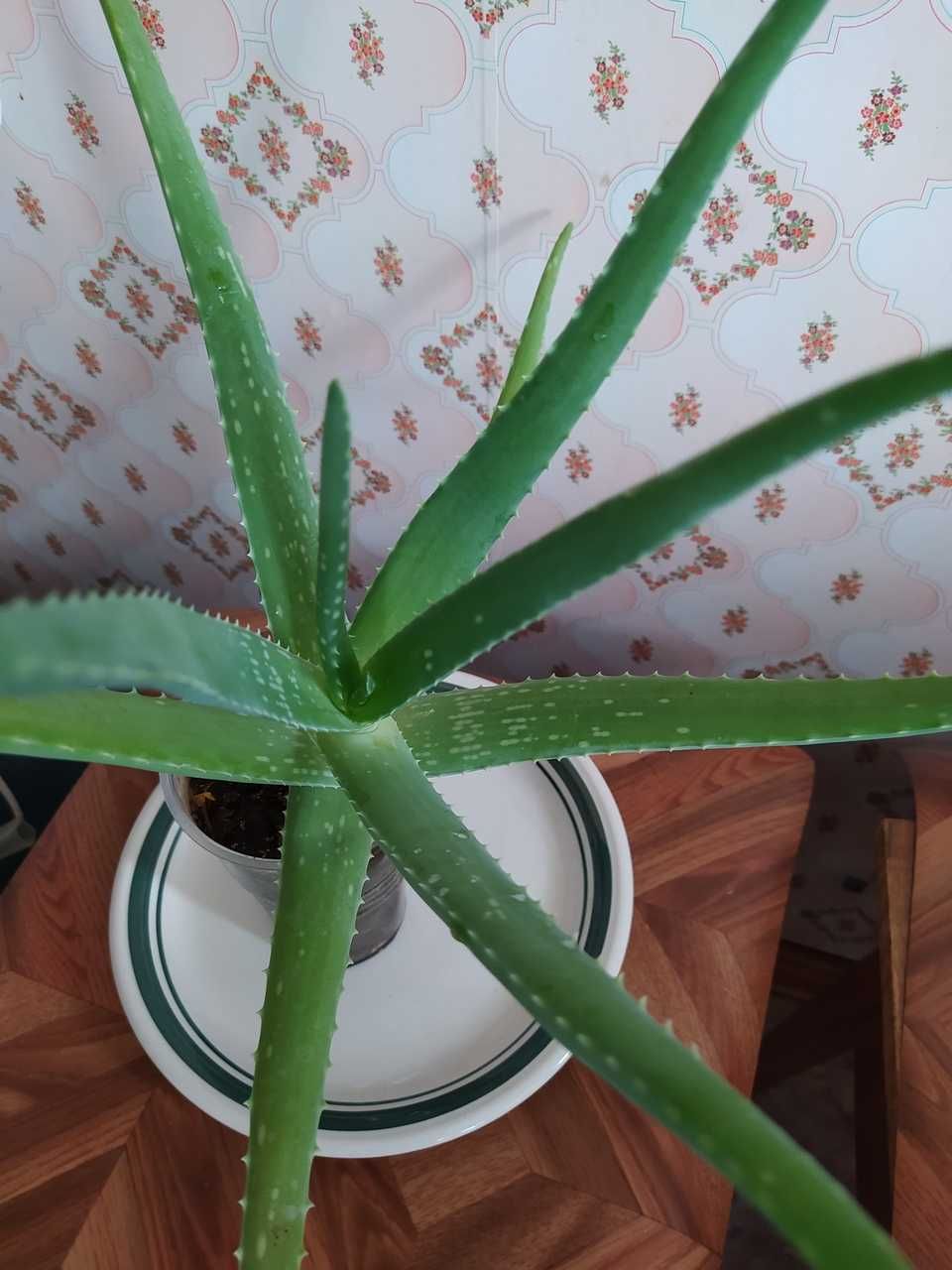 Алоэ вера Aloe Vera 2 года