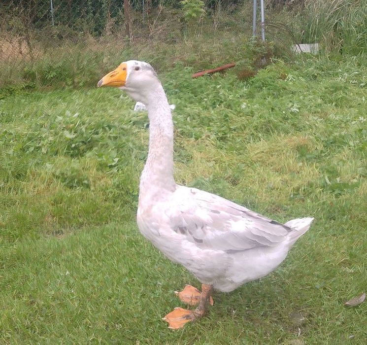 Gęś chołmogory okazjia