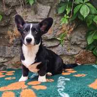 Welsh Corgi Cardigan - piesek FCI