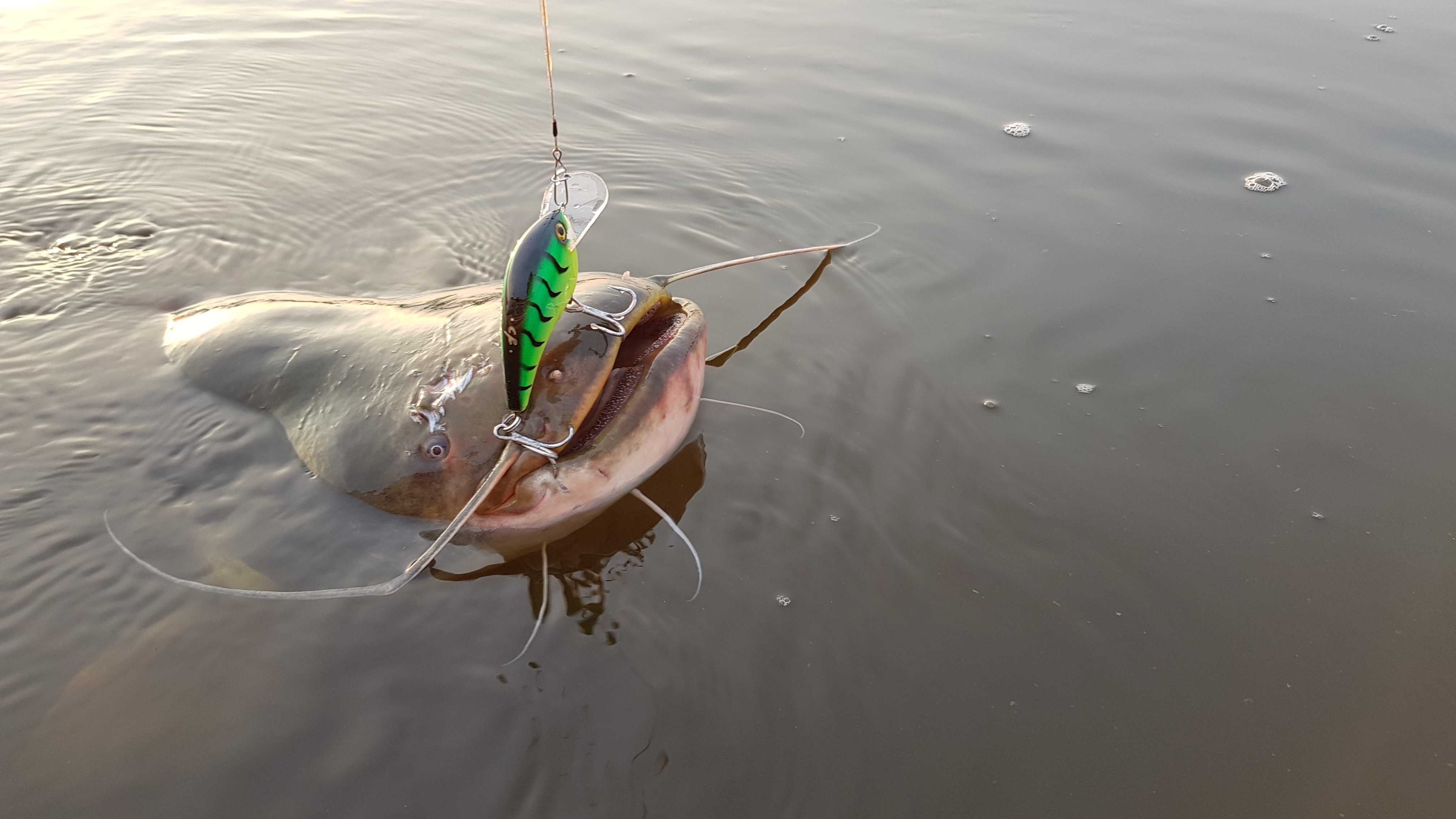 Wobler Sumowy CFLures - RIVER TIGER (trolling / spinning)