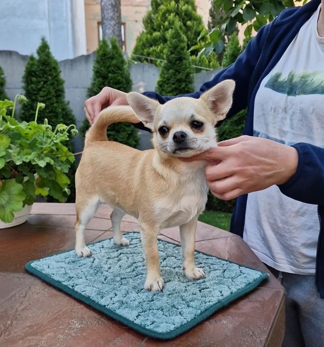 Віддається доросла дівчина Чихуахуа