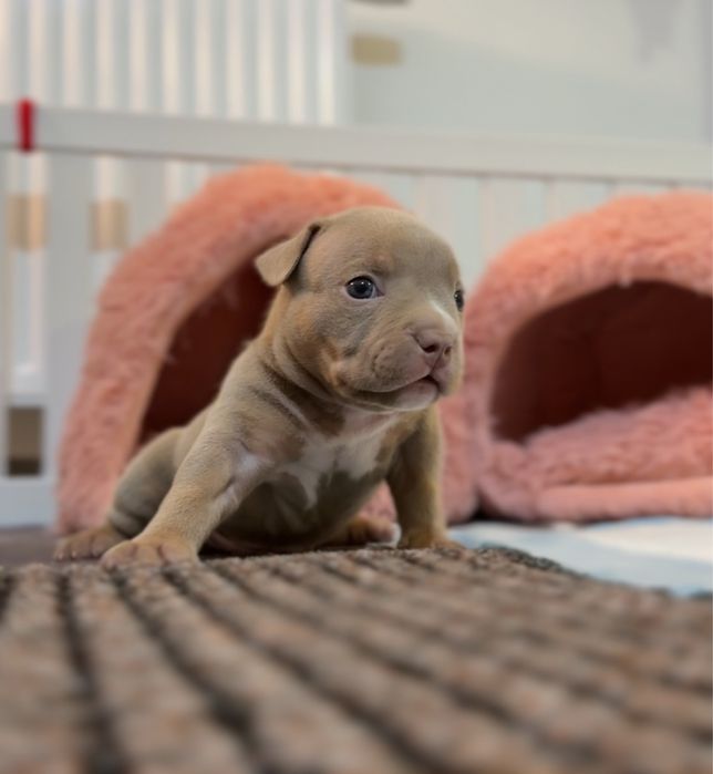 American bully pocket