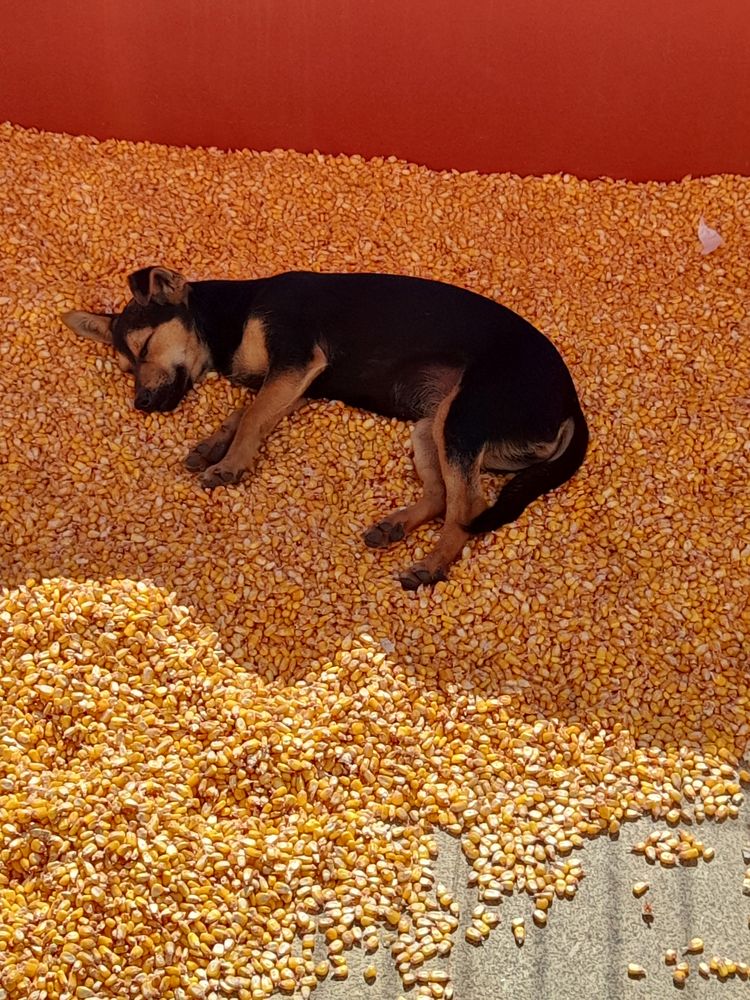 Dou Cachorinha Pinsher