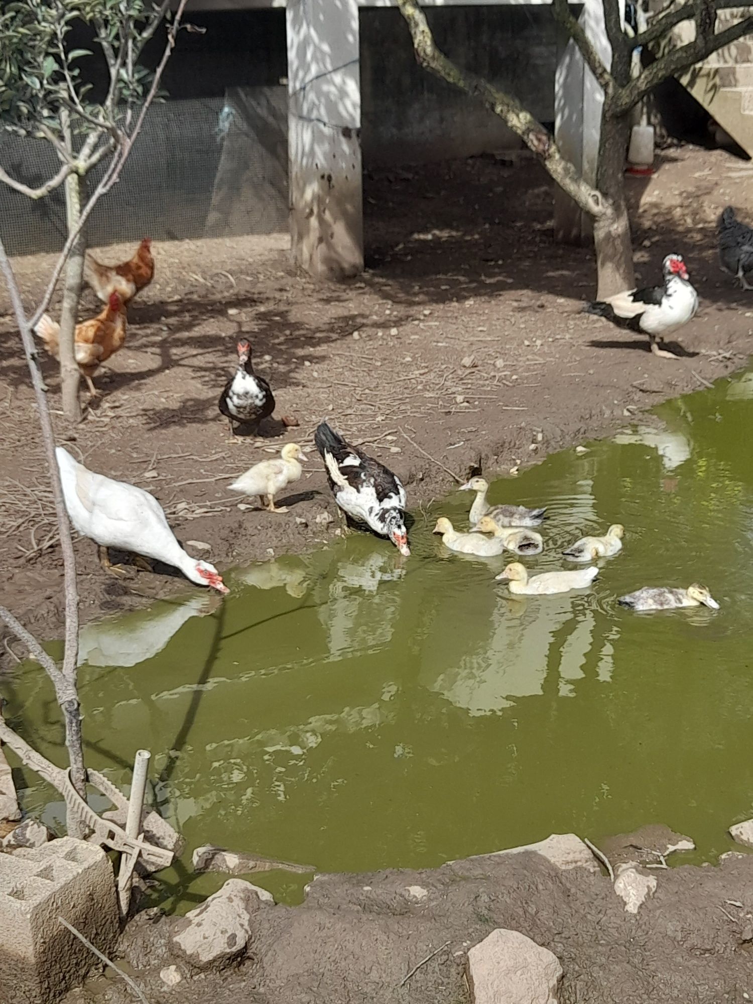 Patinhos para venda 3€ cada