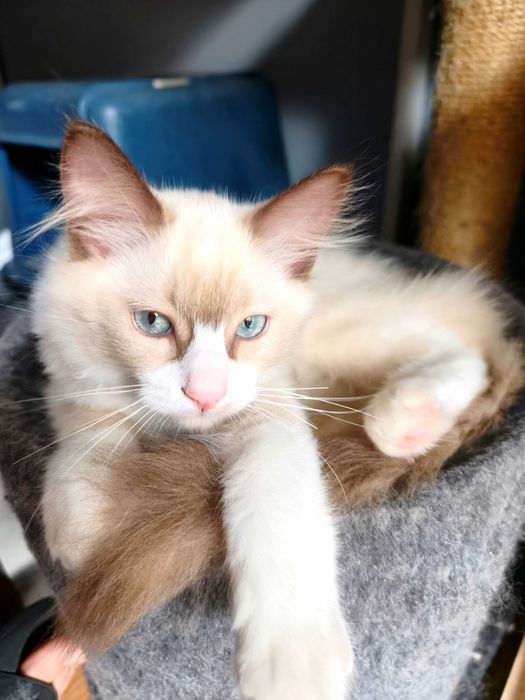 Unikalny Ragdoll mink / Cherubim czekoladowy bicolor