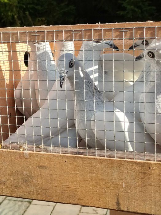 Gołębie Jasne na białych ogonach