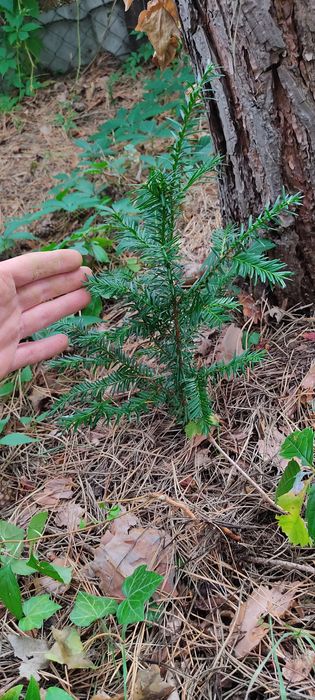 Cis pospolity sprzedam 15-20 cm sadzonka