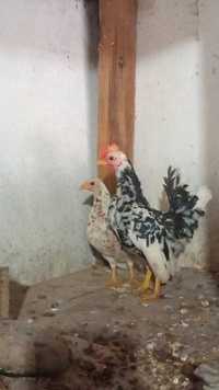 Casal de galinha serama