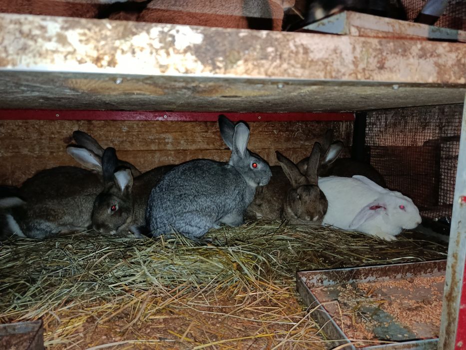 Sprzedam samce i samice