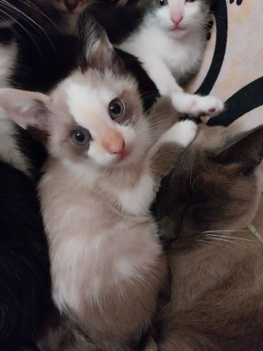 Gatinhos para adoção responsável