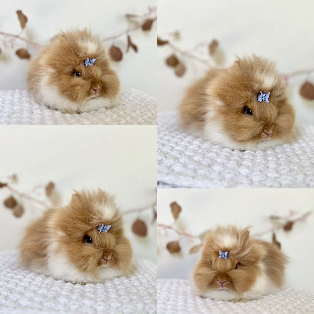 Króliczki Karzełki Teddy waga 800gram-1kg Mini lop Gotowe do odbioru