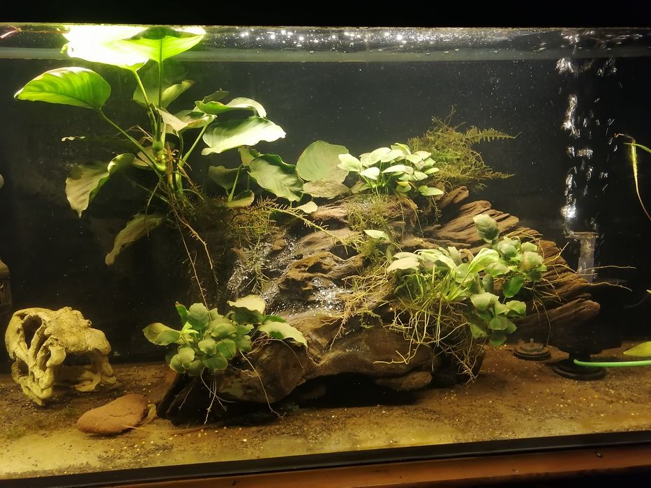 Anubiasy małe i duże