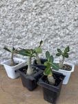 Róża pustyni (Adenium obesum)