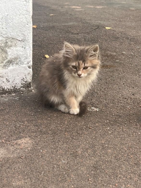 Кошенята в хорошу родину!!!