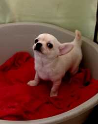 Chihuahua macho bêbê