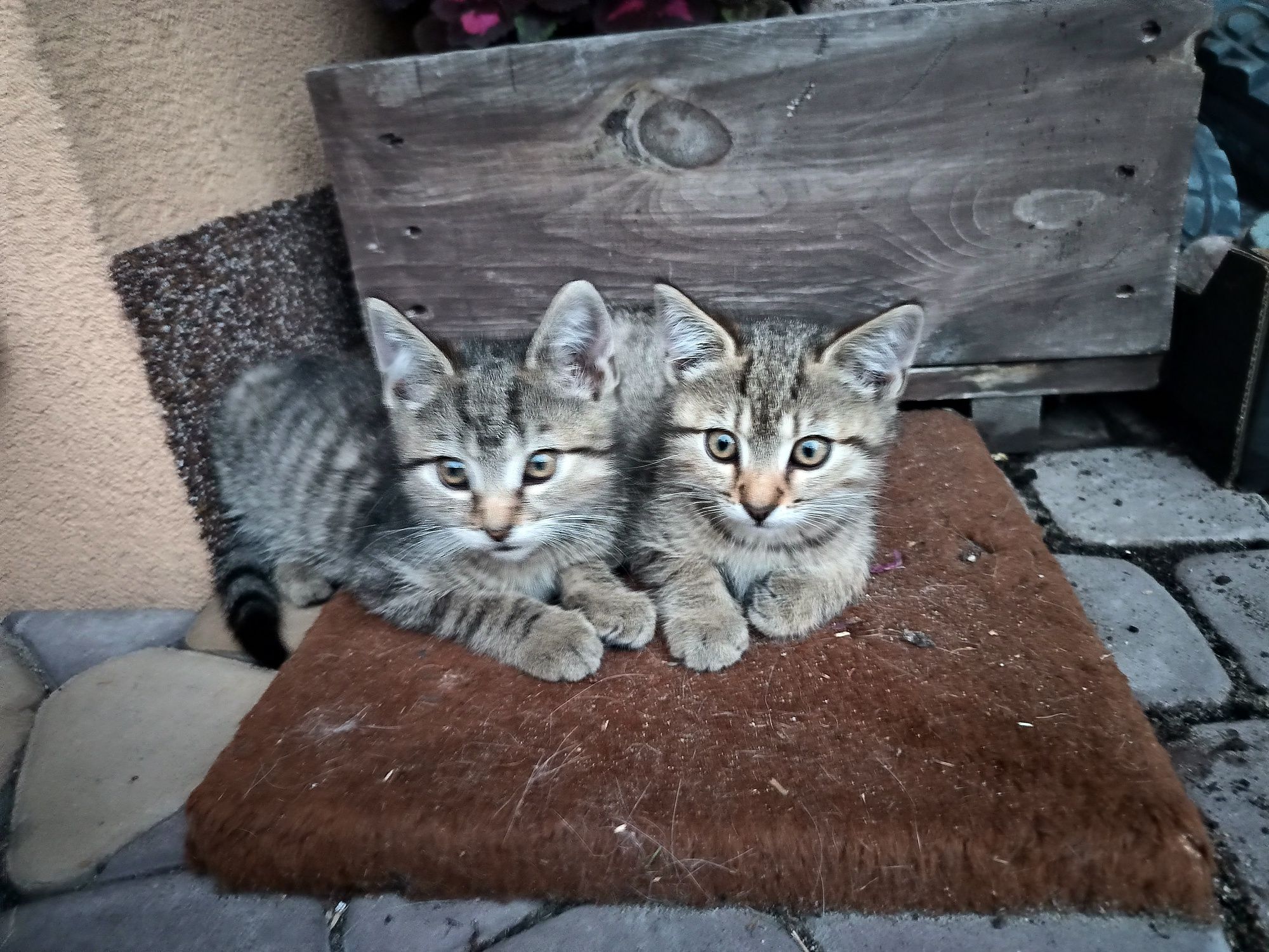 Oddam kocurki kota koty w dobre ręce