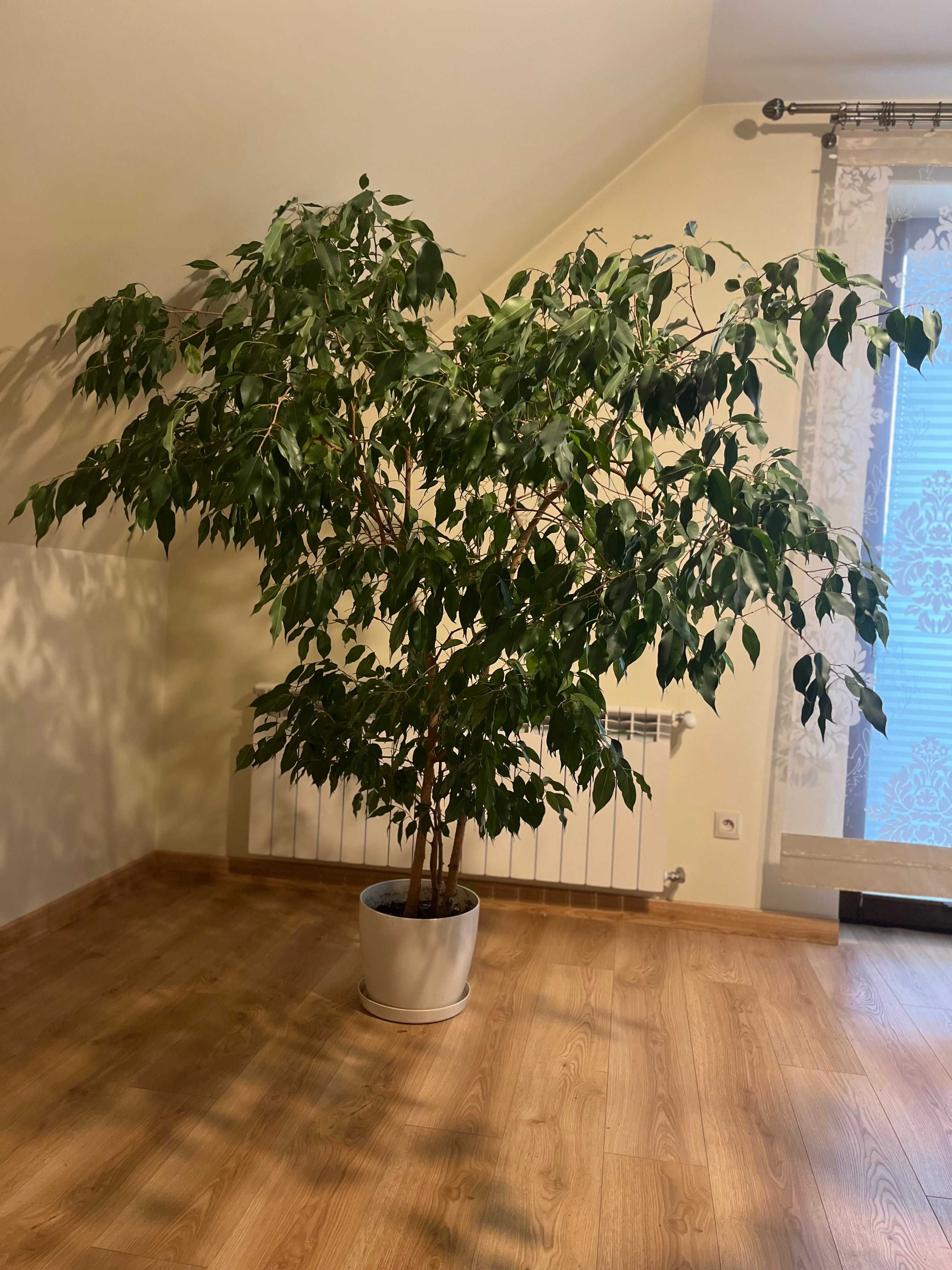 Fikus benjamina/ Figowiec benjamina - benjaminek