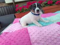 Jack Russell Terrier Suczka